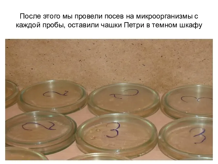 После этого мы провели посев на микроорганизмы с каждой пробы, оставили чашки Петри в темном шкафу