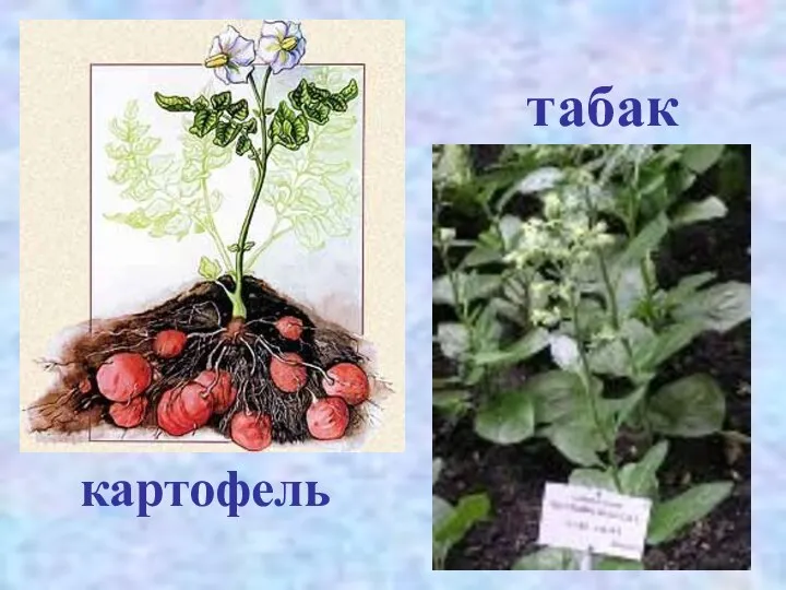 картофель табак