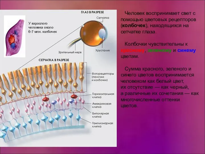 Человек воспринимает свет с помощью цветовых рецепторов (колбочек), находящихся на сетчатке