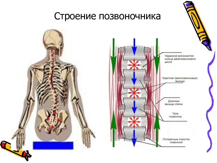 Строение позвоночника