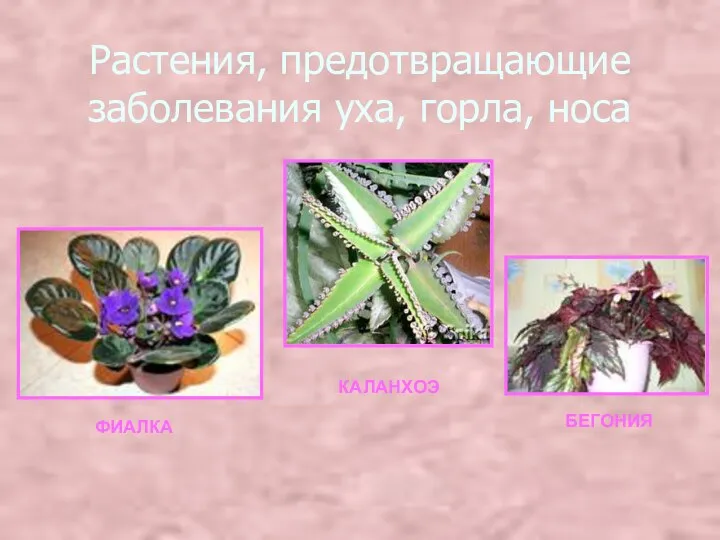 Растения, предотвращающие заболевания уха, горла, носа ФИАЛКА КАЛАНХОЭ БЕГОНИЯ