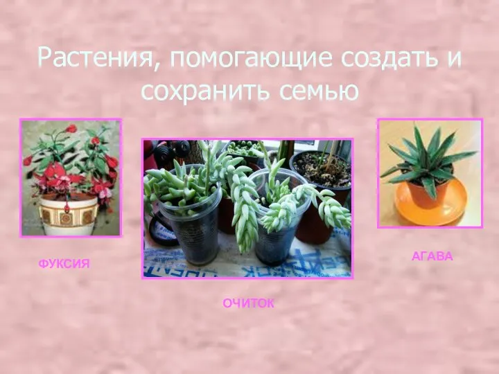 Растения, помогающие создать и сохранить семью ФУКСИЯ ОЧИТОК АГАВА