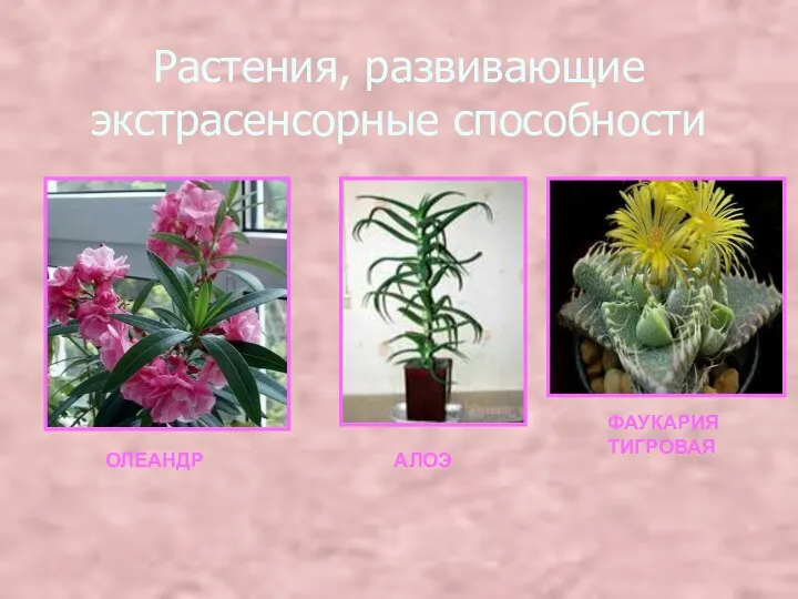Растения, развивающие экстрасенсорные способности ОЛЕАНДР АЛОЭ ФАУКАРИЯ ТИГРОВАЯ