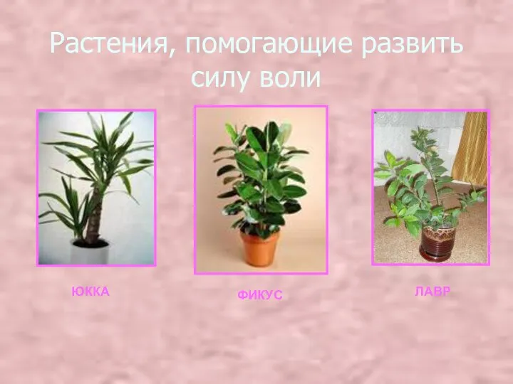 Растения, помогающие развить силу воли ЮККА ФИКУС ЛАВР