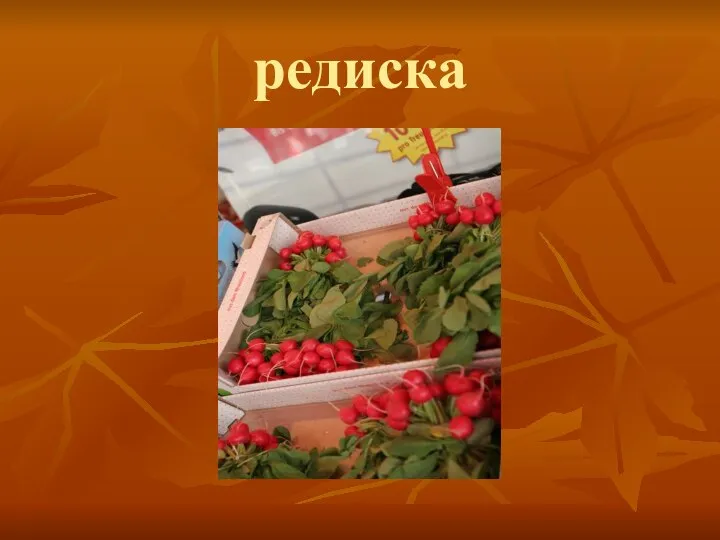 редиска