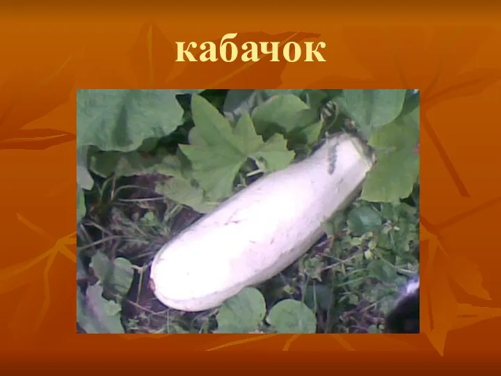 кабачок