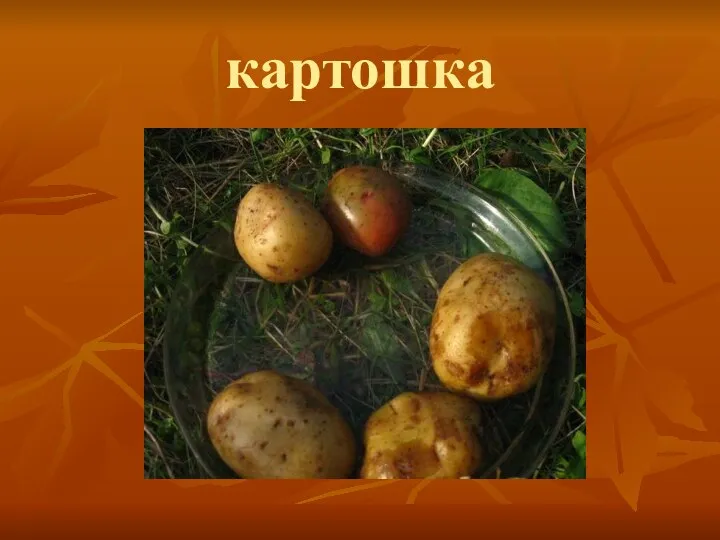 картошка