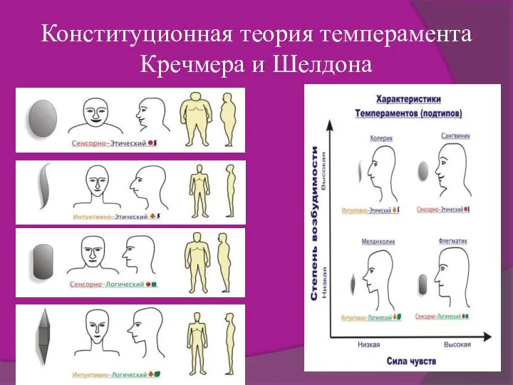 Конституционная теория темперамента Кречмера и Шелдона