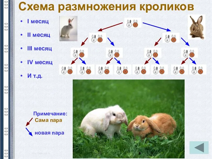 Схема размножения кроликов I месяц II месяц III месяц IV месяц