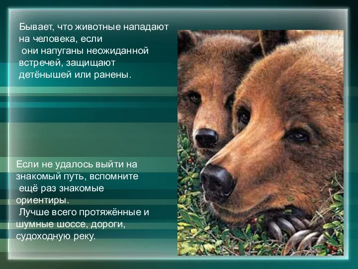 Бывает, что животные нападают на человека, если они напуганы неожиданной встречей,