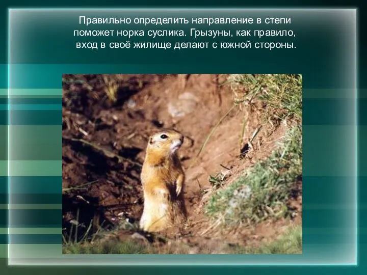 Правильно определить направление в степи поможет норка суслика. Грызуны, как правило,