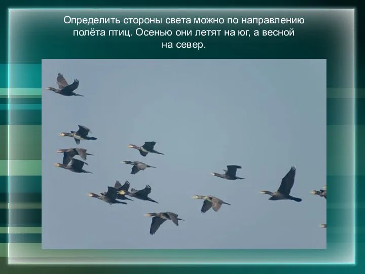 Определить стороны света можно по направлению полёта птиц. Осенью они летят