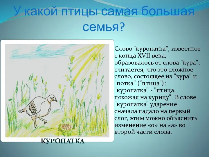 У какой птицы самая большая семья? Слово "куропатка", известное с конца