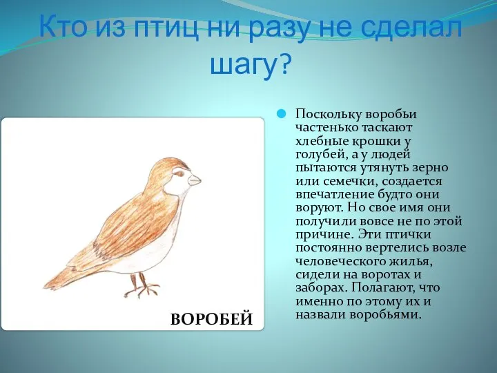 Кто из птиц ни разу не сделал шагу? Поскольку воробьи частенько