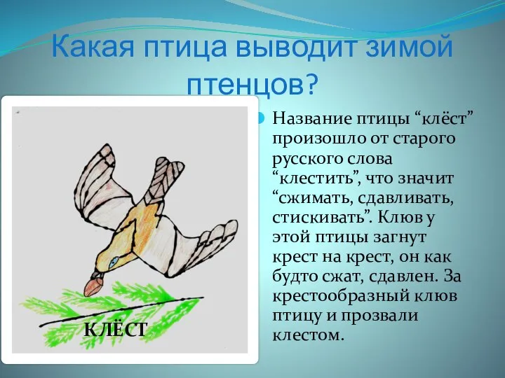 Какая птица выводит зимой птенцов? Название птицы “клёст” произошло от старого