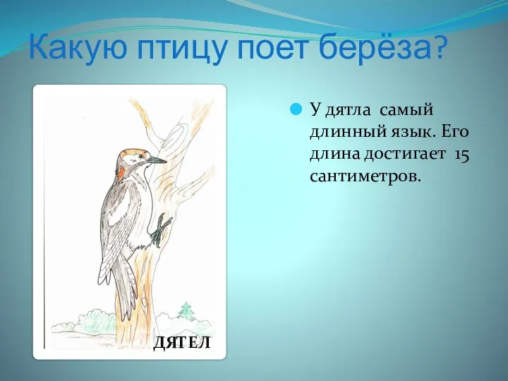 Какую птицу поет берёза? У дятла самый длинный язык. Его длина достигает 15 сантиметров. ДЯТЕЛ