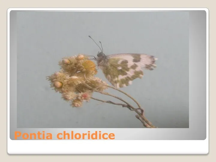 Pontia chloridice
