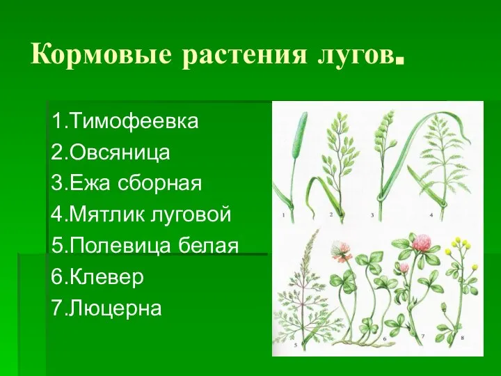 Кормовые растения лугов. 1.Тимофеевка 2.Овсяница 3.Ежа сборная 4.Мятлик луговой 5.Полевица белая 6.Клевер 7.Люцерна