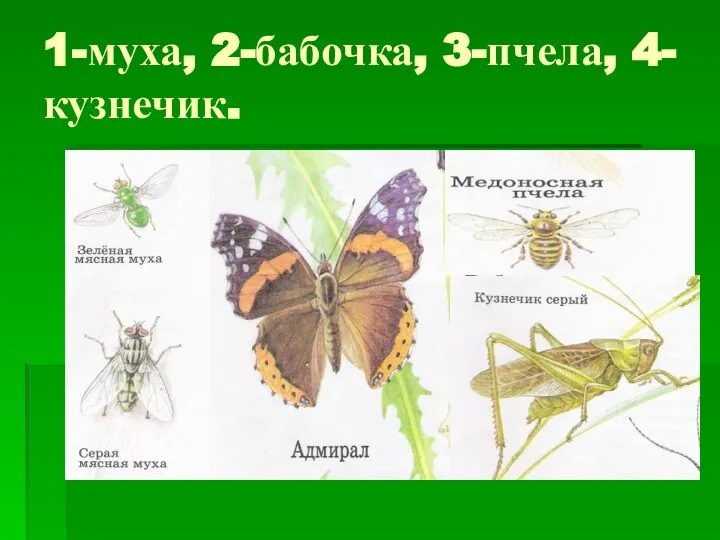 1-муха, 2-бабочка, 3-пчела, 4-кузнечик.