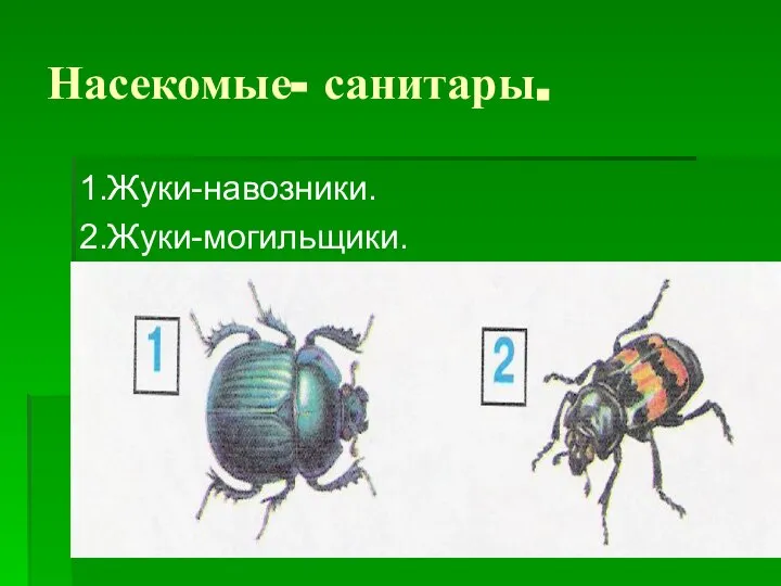 Насекомые- санитары. 1.Жуки-навозники. 2.Жуки-могильщики.