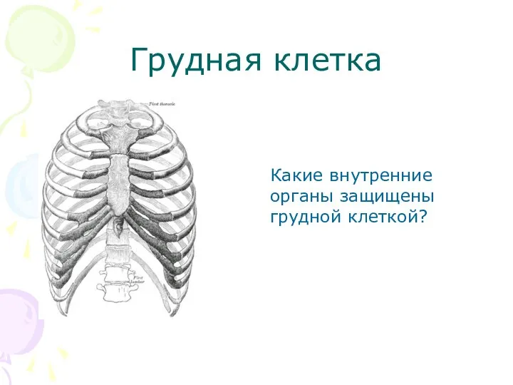 Грудная клетка Какие внутренние органы защищены грудной клеткой?