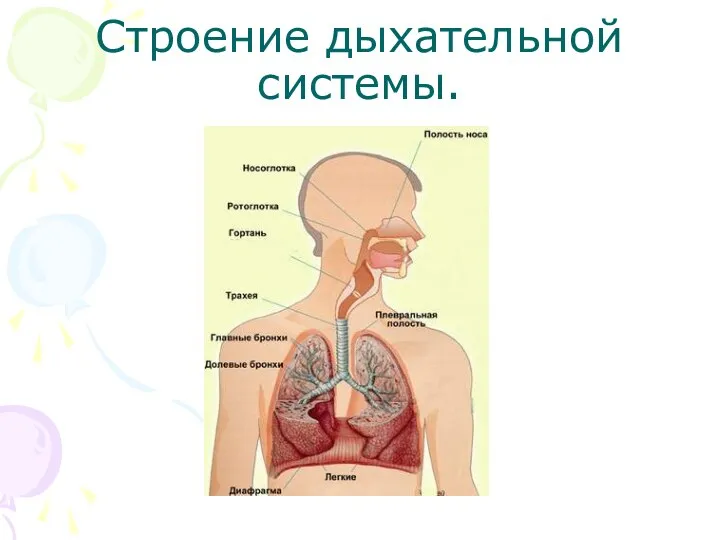 Строение дыхательной системы.