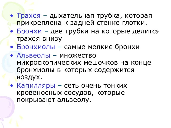 Трахея – дыхательная трубка, которая прикреплена к задней стенке глотки. Бронхи