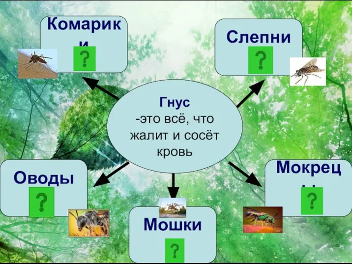 Гнус -это всё, что жалит и сосёт кровь Слепни Мокрецы Мошки Оводы Комарики