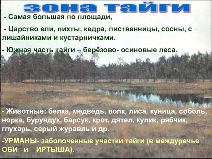 - Самая большая по площади, - Царство ели, пихты, кедра, лиственницы,