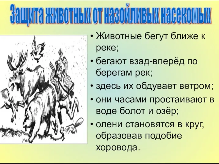 Животные бегут ближе к реке; бегают взад-вперёд по берегам рек; здесь