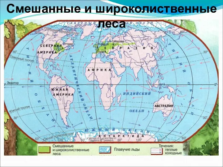 Смешанные и широколиственные леса