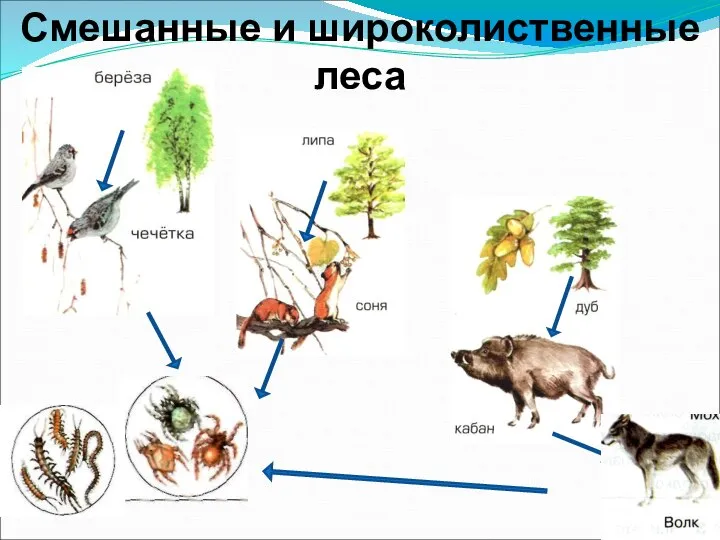 Смешанные и широколиственные леса