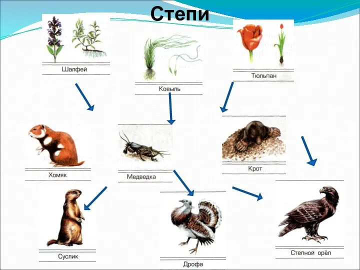 Степи