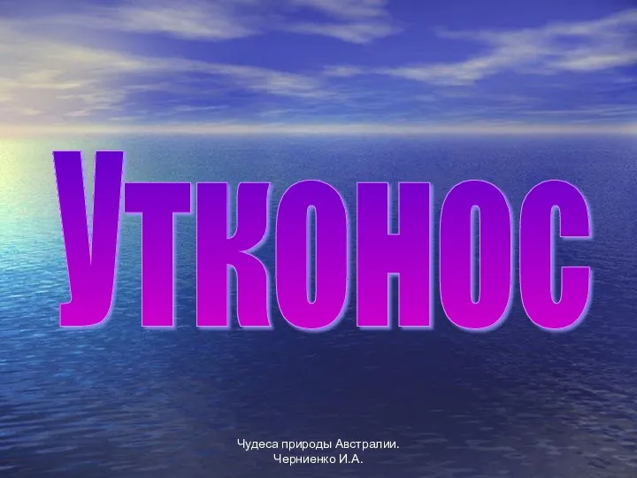 Чудеса природы Австралии. Черниенко И.А. Утконос