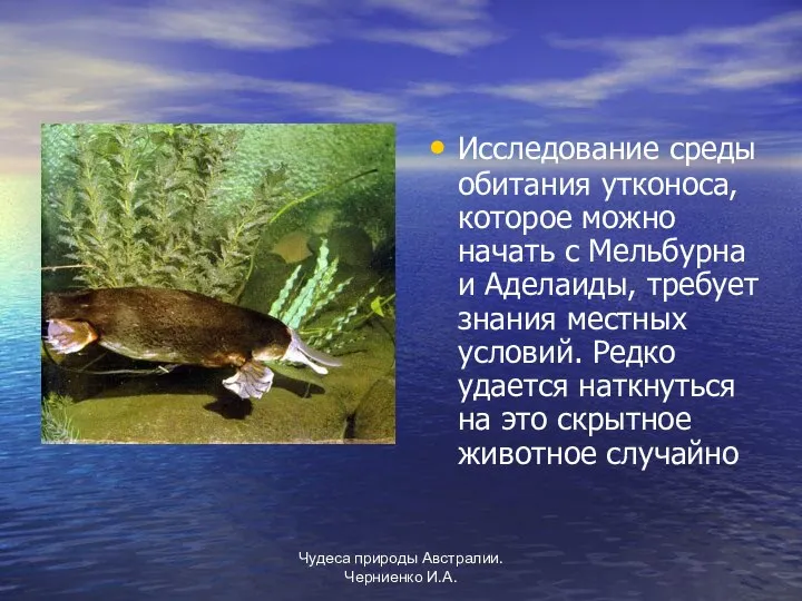 Чудеса природы Австралии. Черниенко И.А. Исследование среды обитания утконоса, которое можно