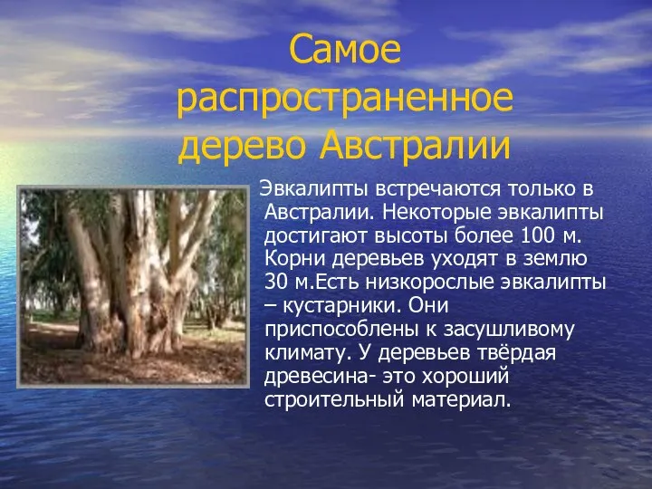 Эвкалипты встречаются только в Австралии. Некоторые эвкалипты достигают высоты более 100