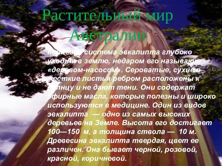 Растительный мир Австралии Корневая система эвкалипта глубоко уходит в землю, недаром