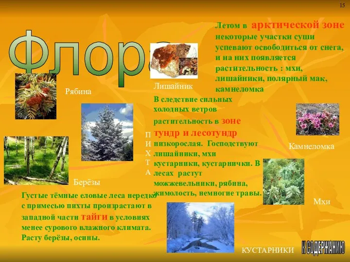 Флора К СОДЕРЖАНИЮ