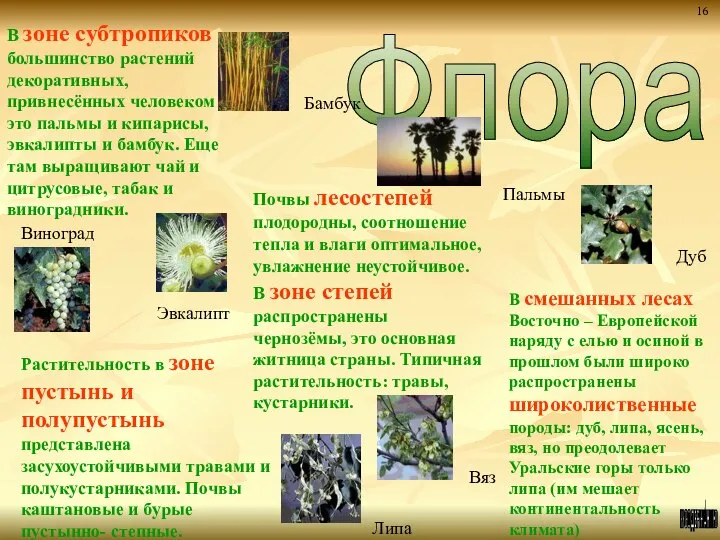 Флора К СОДЕРЖАНИЮ