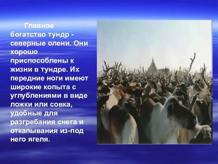 Главное богатство тундр - северные олени. Они хорошо приспособлены к жизни