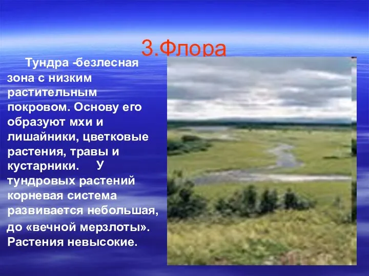 3.Флора Тундра -безлесная зона с низким растительным покровом. Основу его образуют