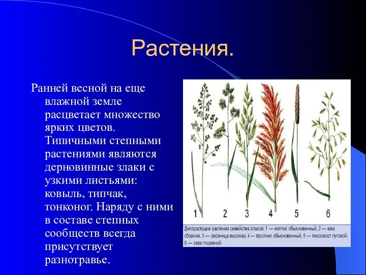 Растения. Ранней весной на еще влажной земле расцветает множество ярких цветов.