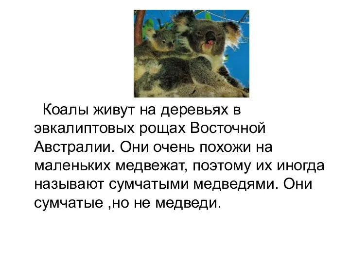 Коалы живут на деревьях в эвкалиптовых рощах Восточной Австралии. Они очень