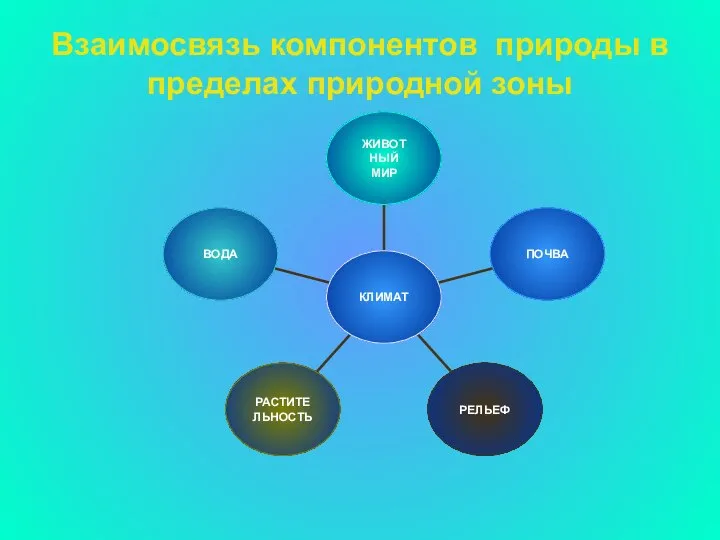 Взаимосвязь компонентов природы в пределах природной зоны