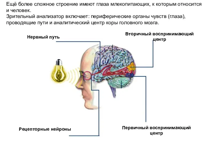 Нервный путь Вторичный воспринимающий центр Первичный воспринимающий центр Рецепторные нейроны Ещё