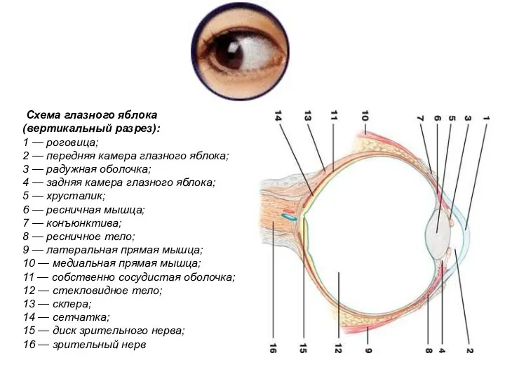 Схема глазного яблока (вертикальный разрез): 1 — роговица; 2 — передняя