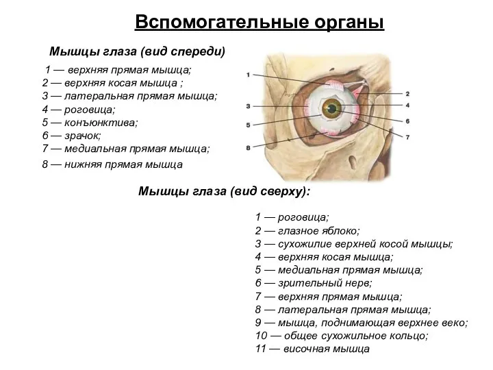 1 — верхняя прямая мышца; 2 — верхняя косая мышца ;