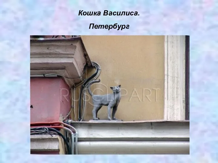 Кошка Василиса. Петербург