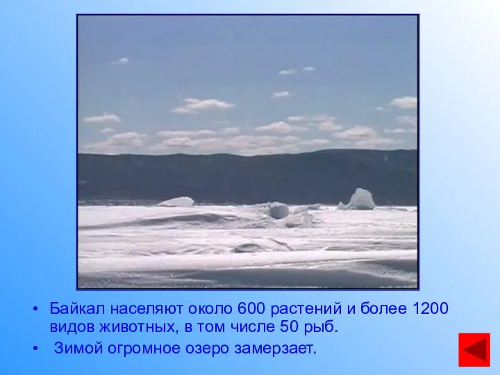 Байкал населяют около 600 растений и более 1200 видов животных, в