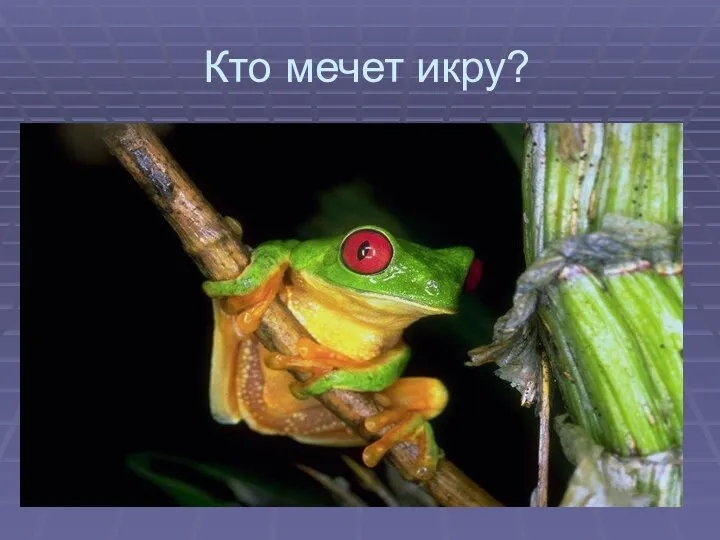 Кто мечет икру?